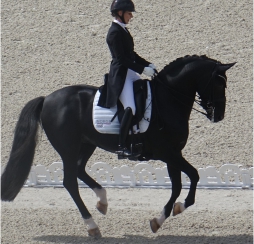 corsi di dressage a Palermo